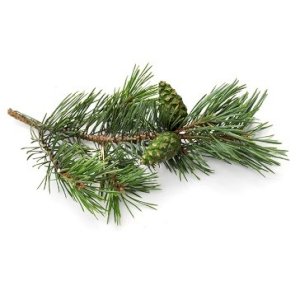 Pine oil